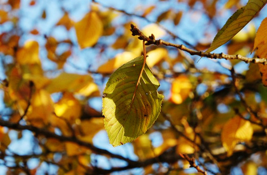 紅葉を見に行こう。 - お知らせ 